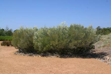 Acacia argyrophylla compact form
