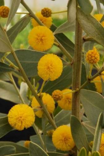 Acacia argyrophylla compact form