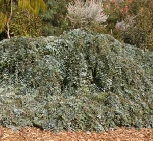 Acacia baileyana prostrate form