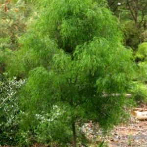 Acacia cognata     Common / Product Name: Emeraldcurl PBR